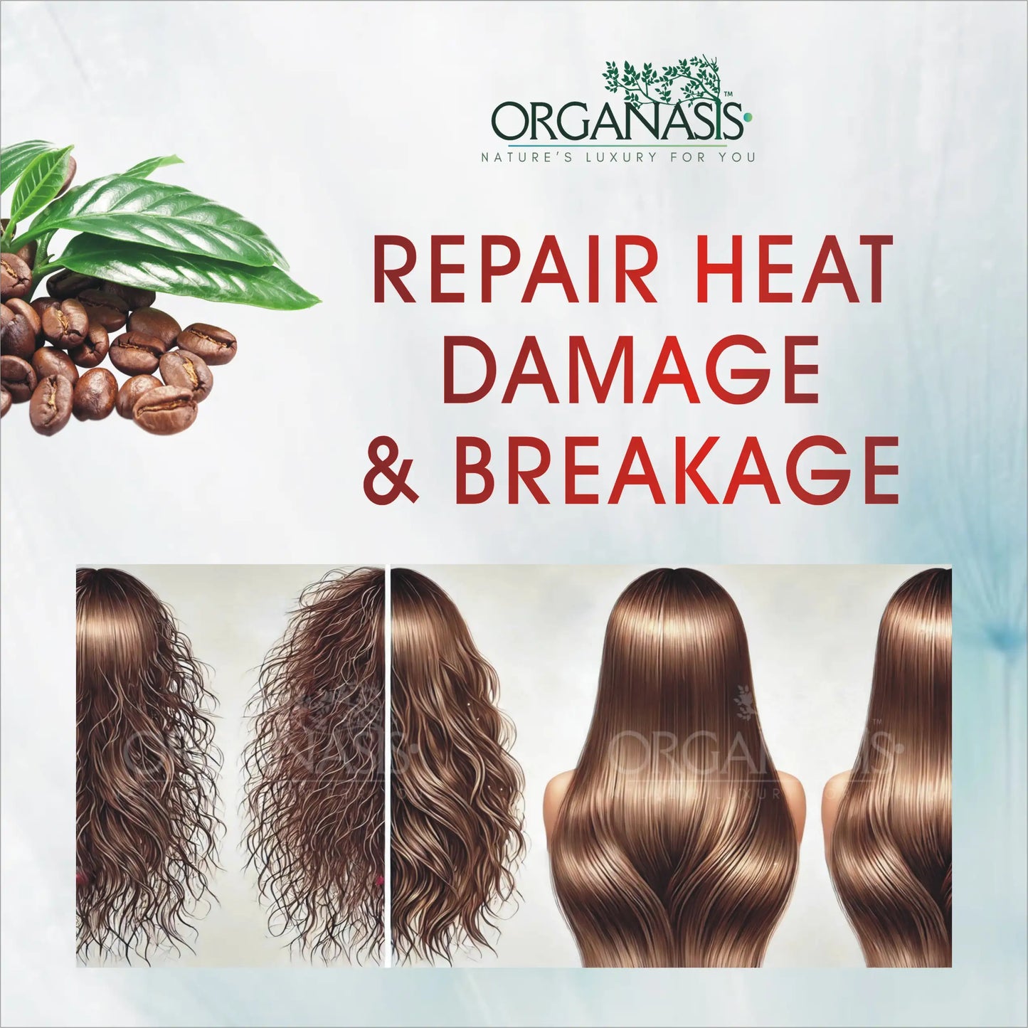 Organic Coffee Shampoo